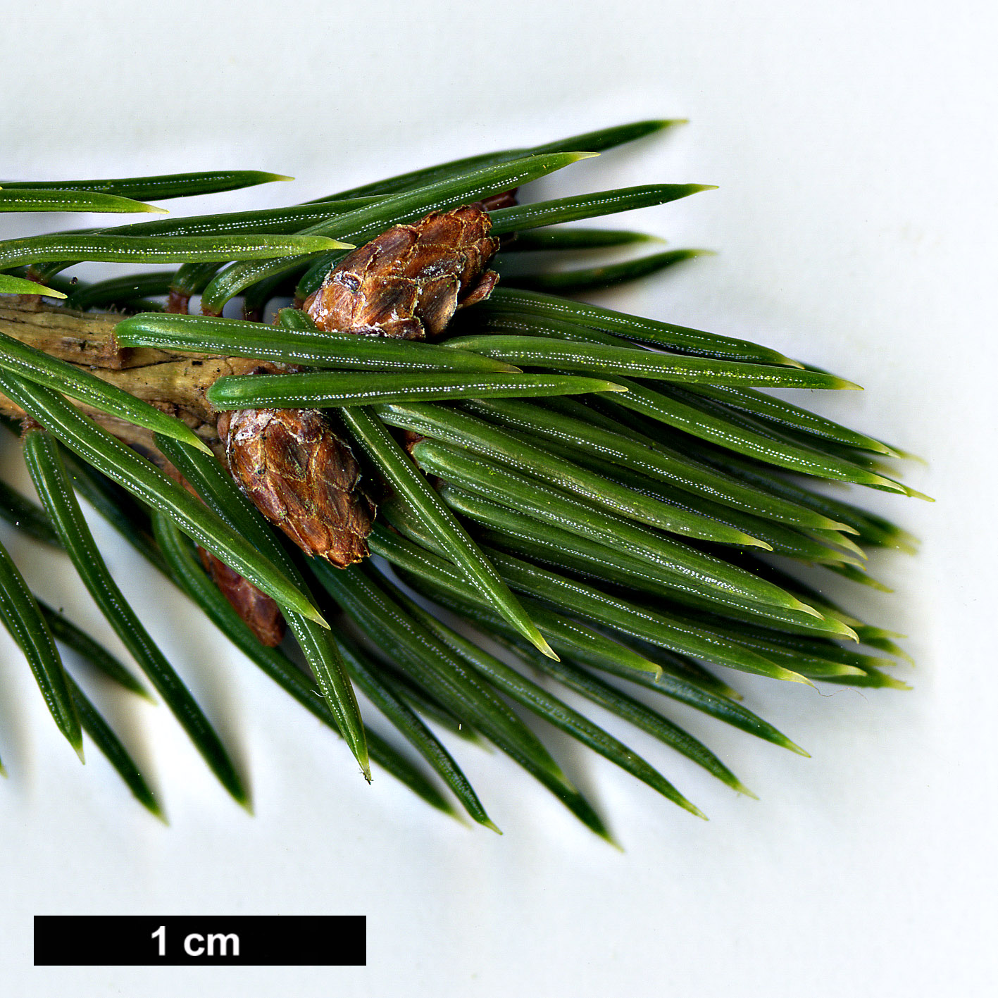 High resolution image: Family: Pinaceae - Genus: Picea - Taxon: koraiensis - SpeciesSub: var. pungsanensis